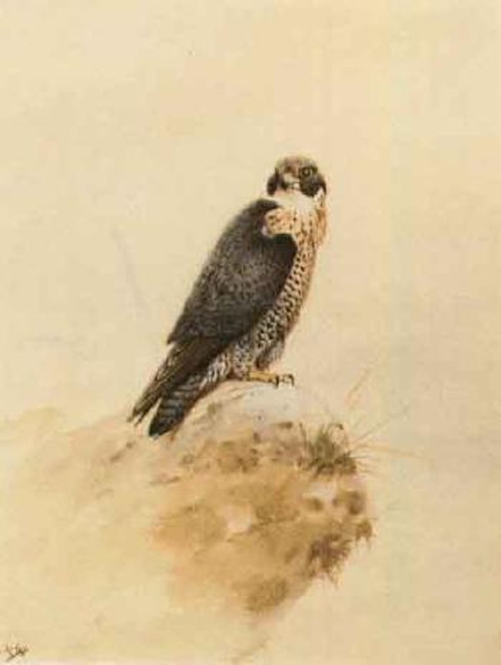 Kestrel on a rock by George Edward Lodge