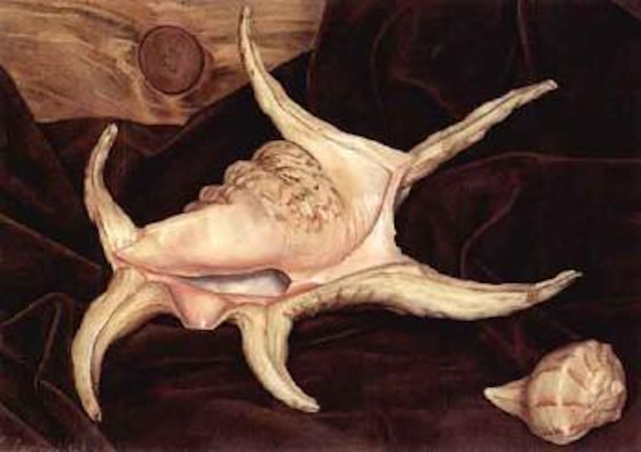 Conch shell on brown velvet by Luigi Lucioni