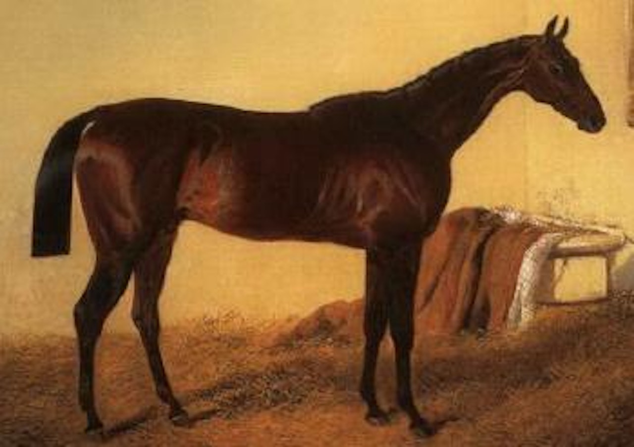 Bay racehorse, Wild Dayrell, in loose box by John Frederick Herring