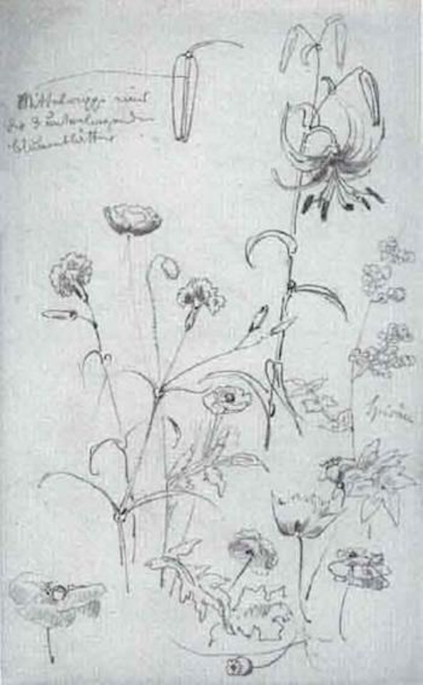 Plant studies by Wilhelm Busch
