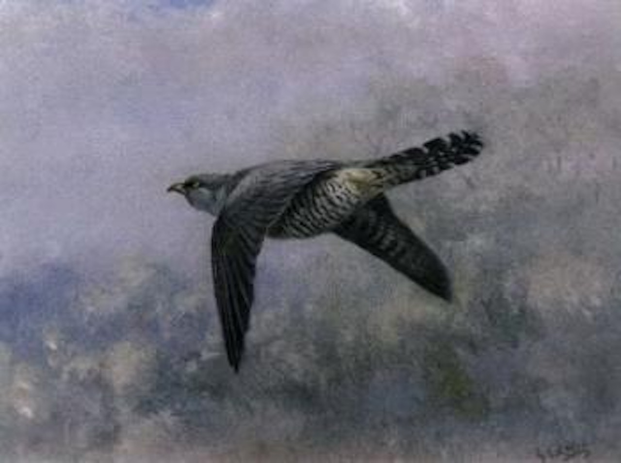 Cuckoo in flight by George Edward Lodge