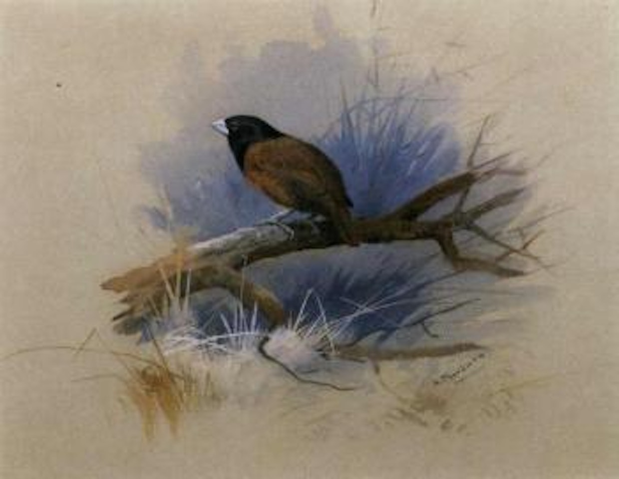 Black headed nun by Archibald Thorburn