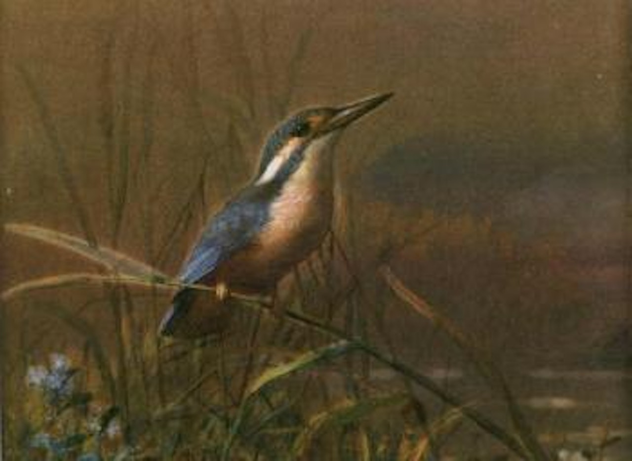 Kingfisher by Archibald Thorburn