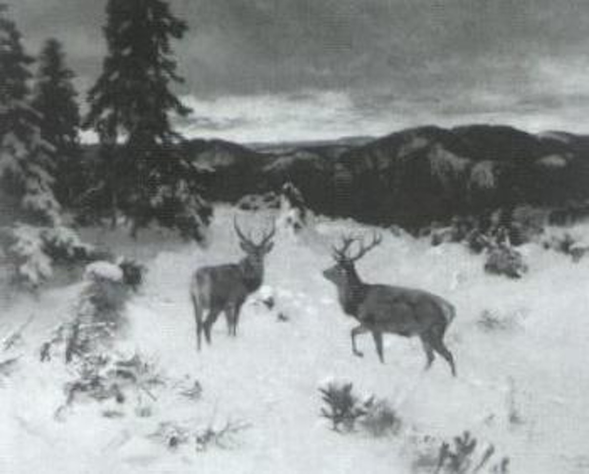 Deer in winter by Josef Schmitzberger