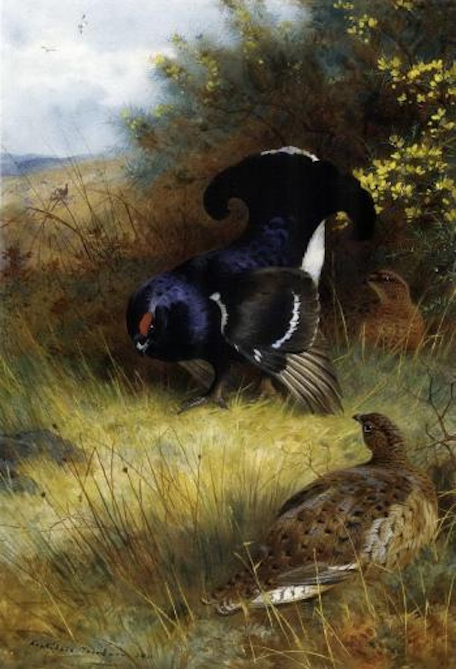 On the edge of the moor, blackcock displaying by Archibald Thorburn