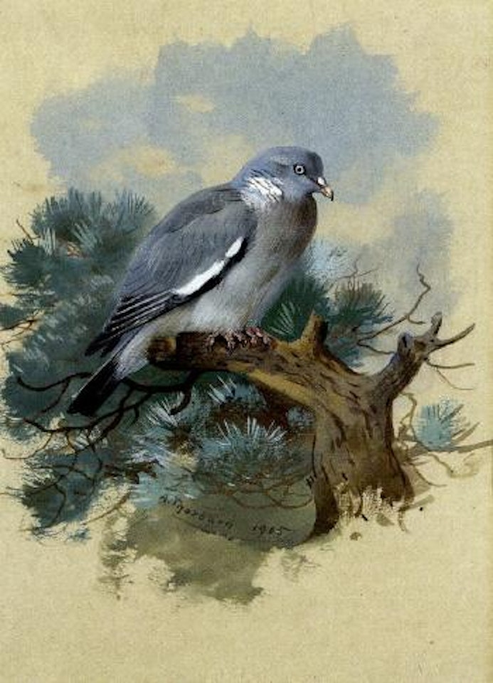 Wood pigeon by Archibald Thorburn