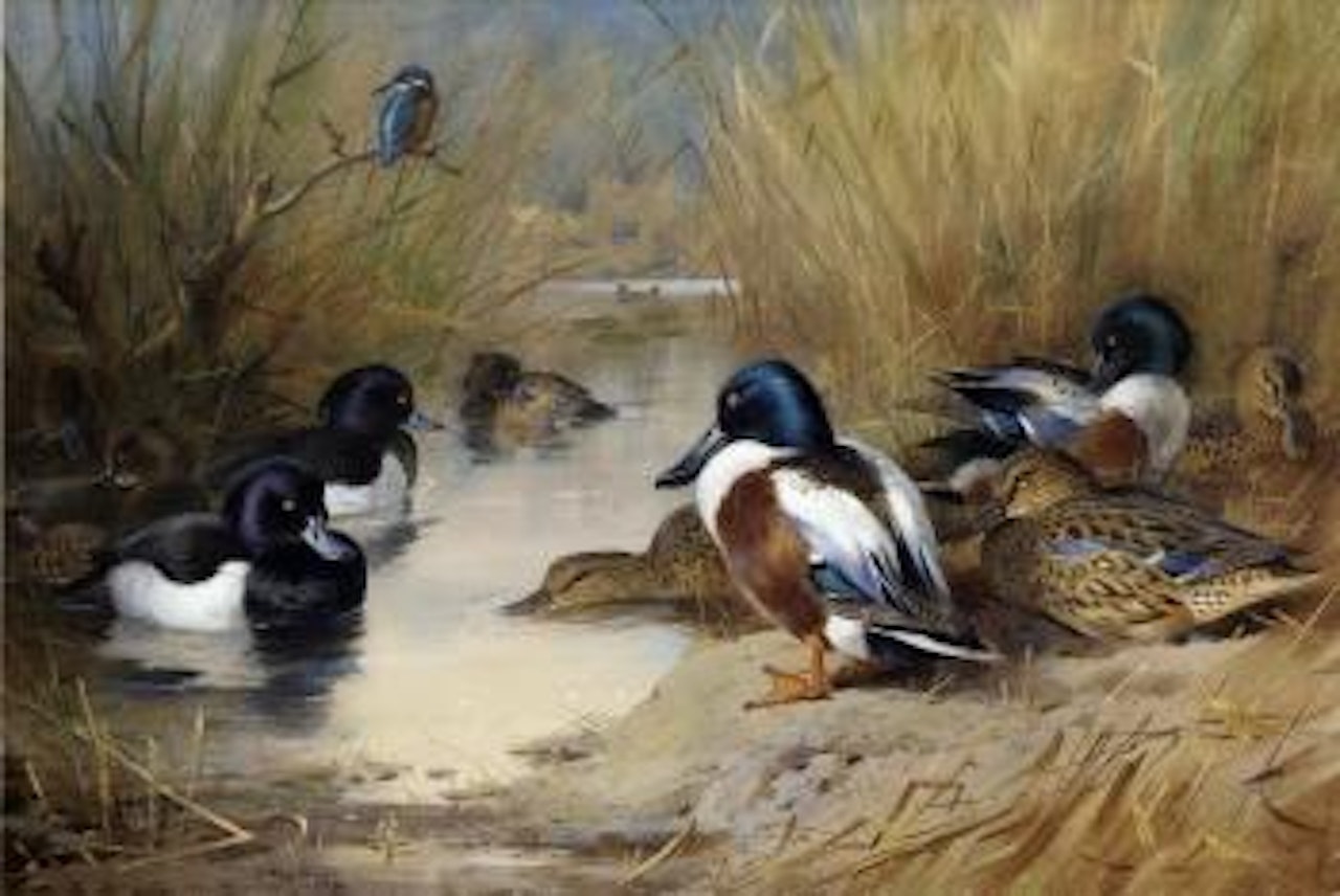 Mallard, tufted duck and kingfisher at the water's edge by Archibald Thorburn