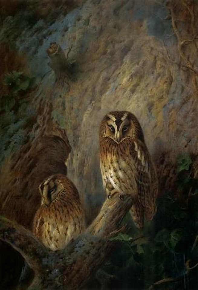 Tawny owls by Archibald Thorburn
