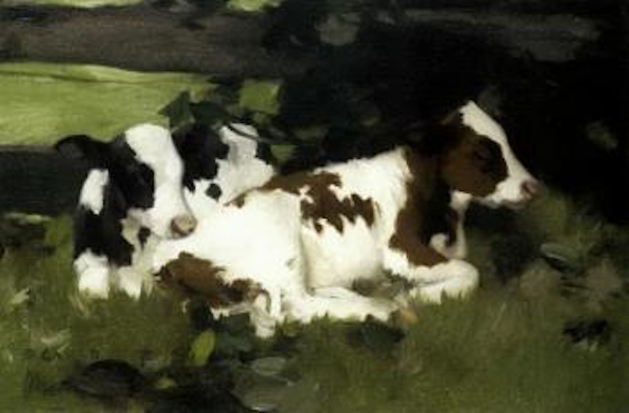 Ayshire calves by David Gauld