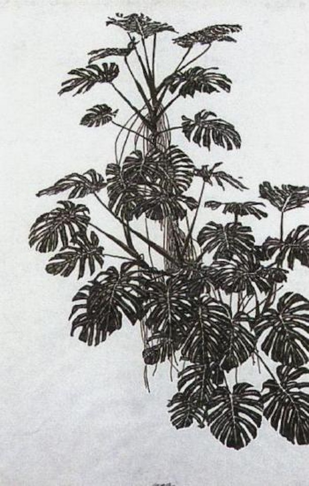 Sans titre, plants by Sam Szafran