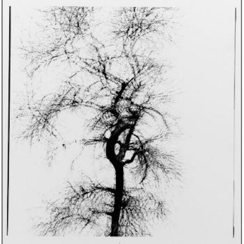 Chicago - multiple exposure tree by Harry Callahan