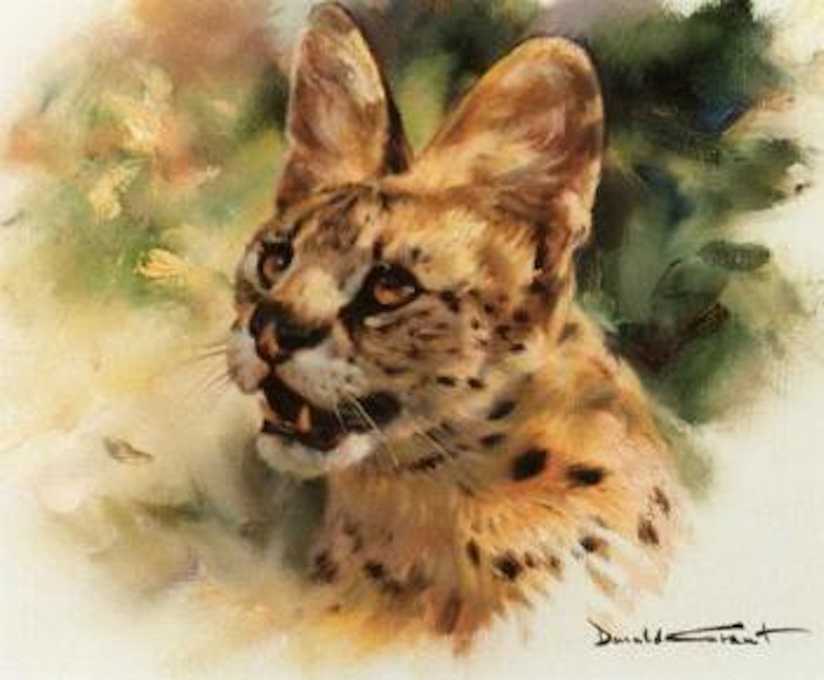 Serval cat by Donald Grant