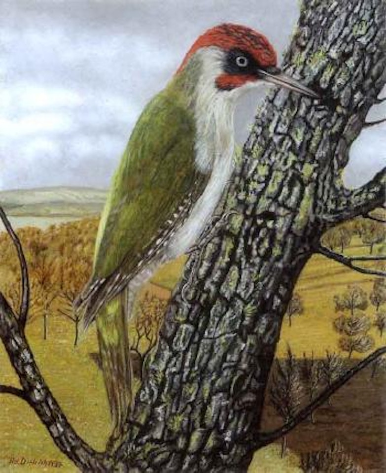 Woodpecker by Adolf Dietrich