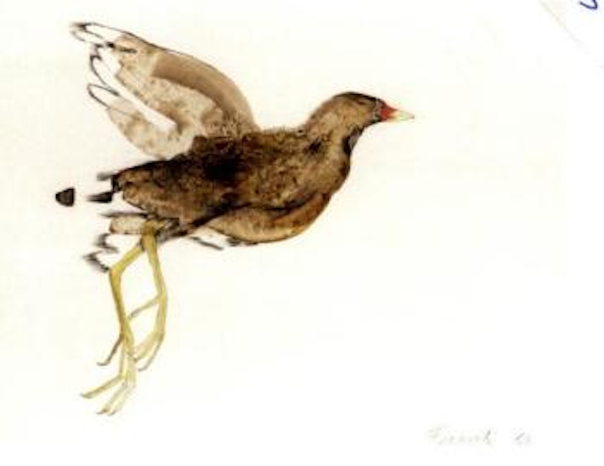 Moorhen by Elisabeth Frink