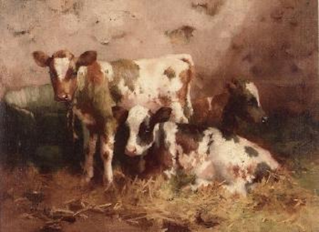 Ayrshire calves in a barn by David Gauld