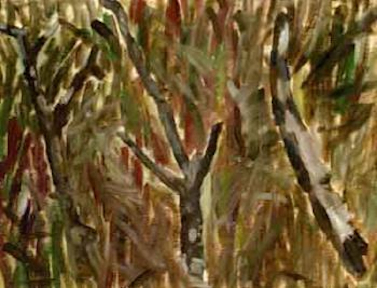 Trees by Hubert Schmalix