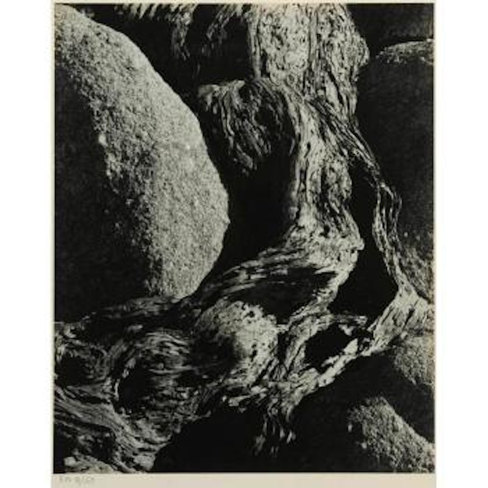 Cypress root by Edward Weston