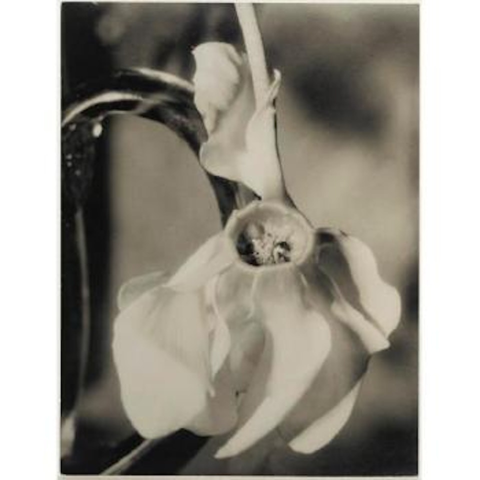 Cyclamen by Man Ray