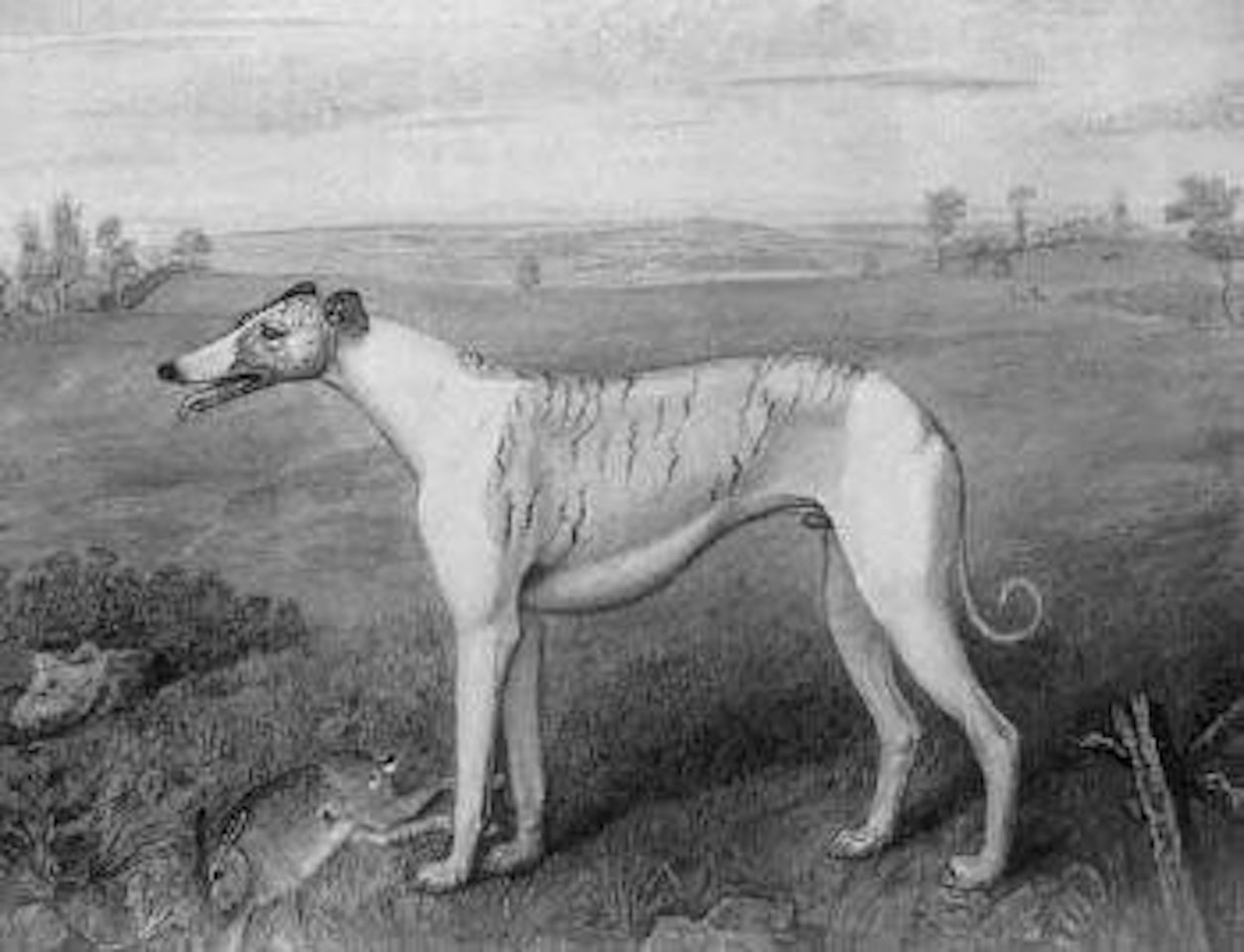 Buff, a coursing greyhound in landscape with quarry by Joseph Crawhall