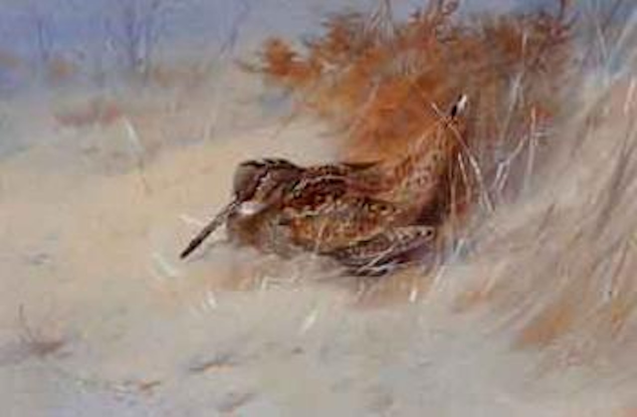 Woodcock sheltering by Archibald Thorburn