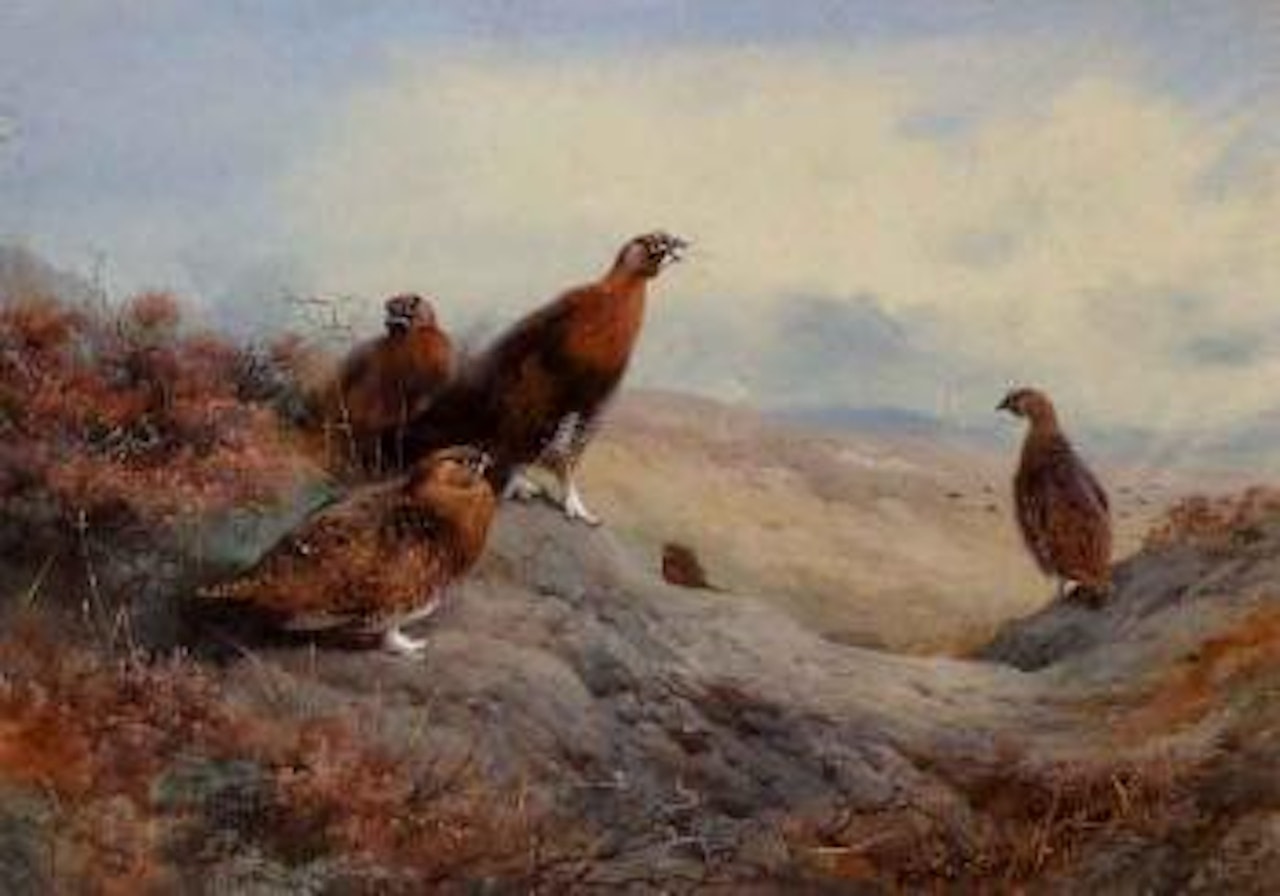 Grouse on a moor by Archibald Thorburn