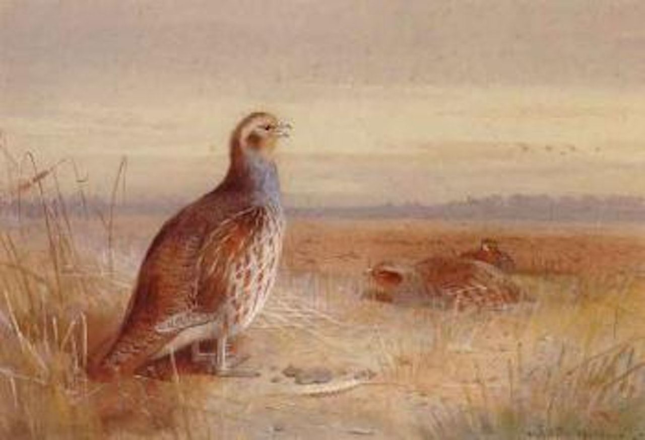 Partridges at dusk by Archibald Thorburn