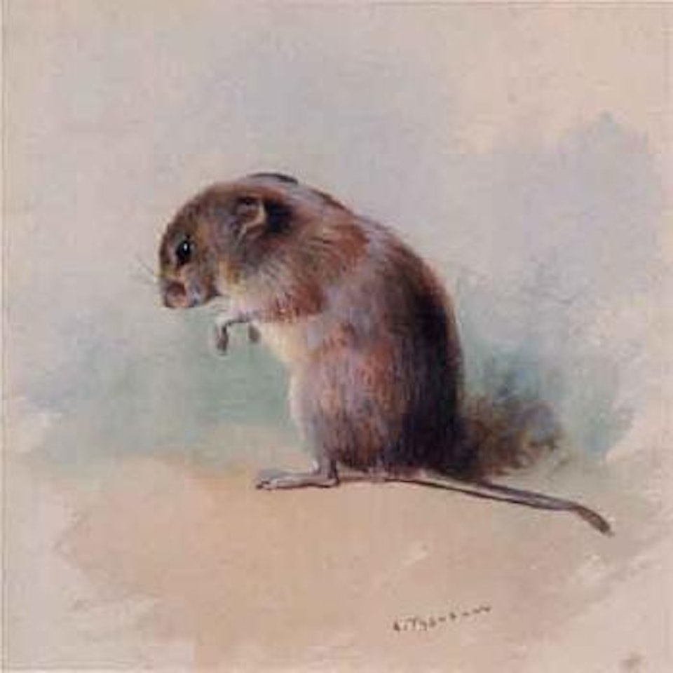 Field mouse by Archibald Thorburn