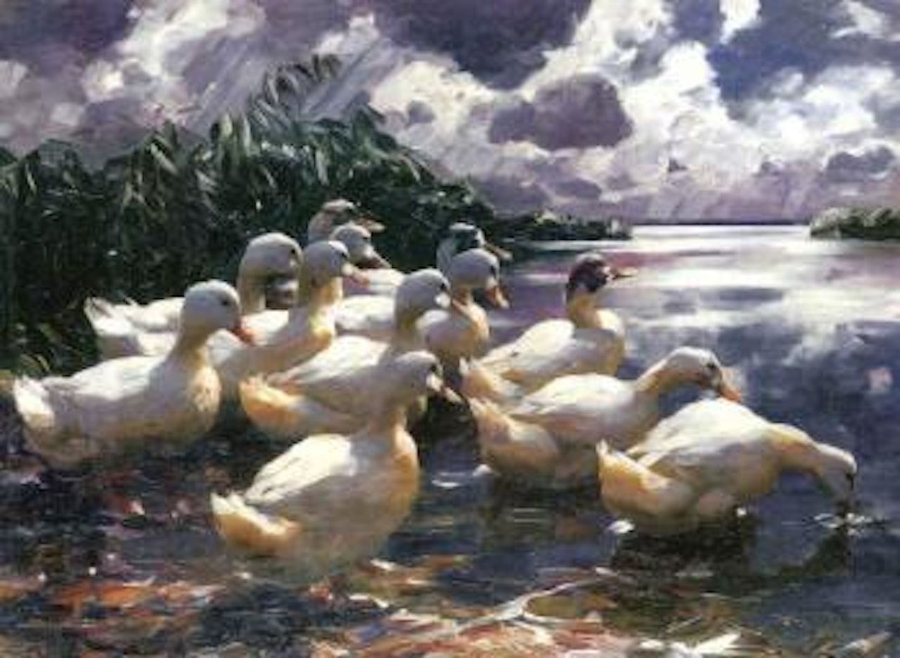 Ducks on a pond by Alexander Koester