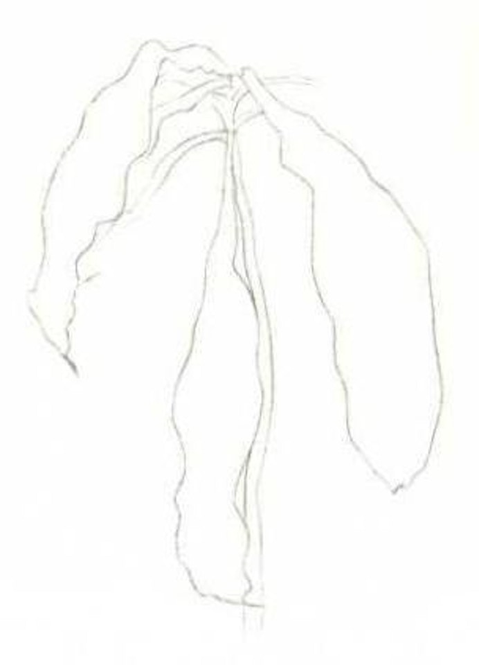 Dracena I. Dracena II by Ellsworth Kelly