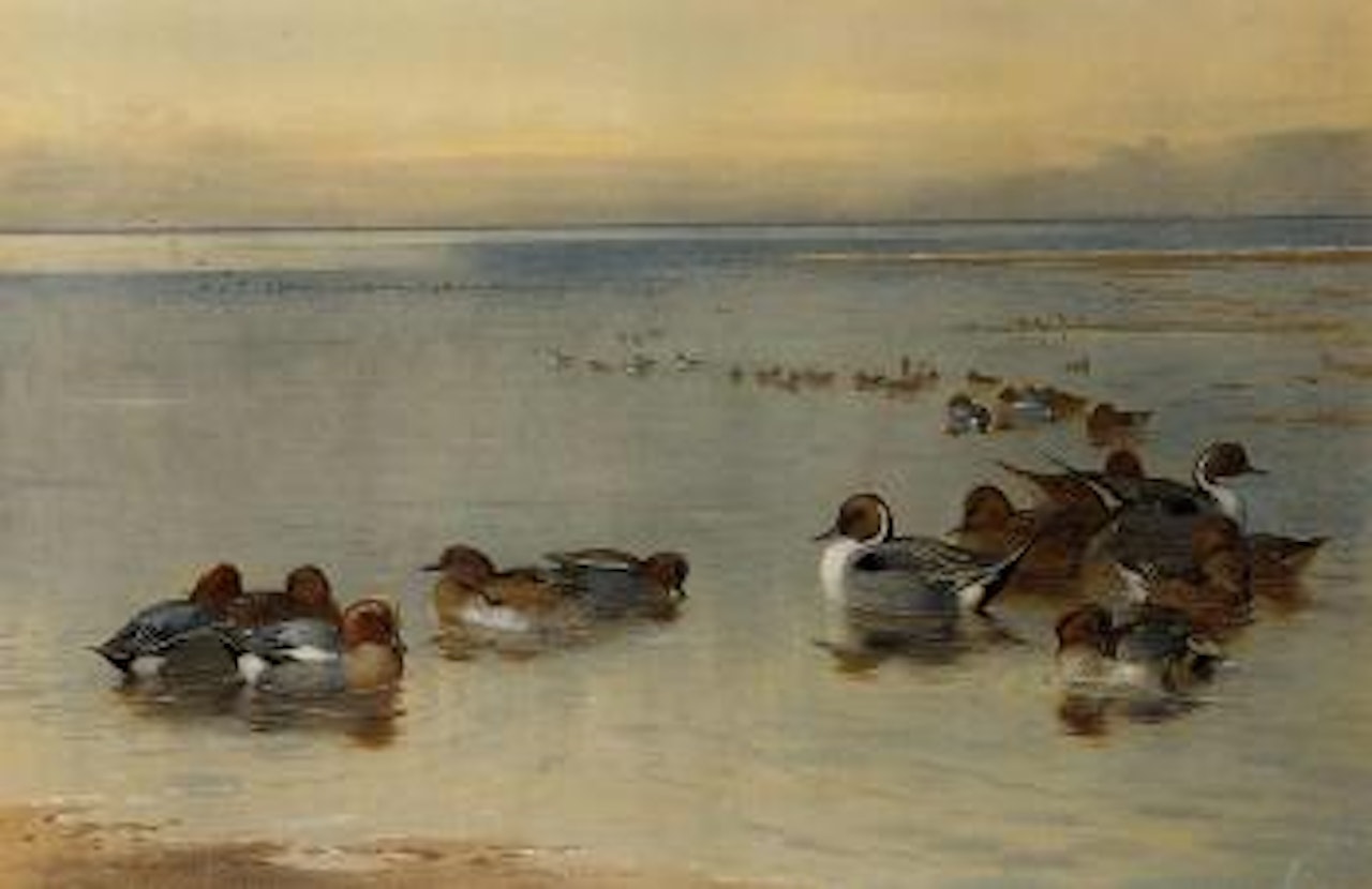 Teal and widgeon by Archibald Thorburn
