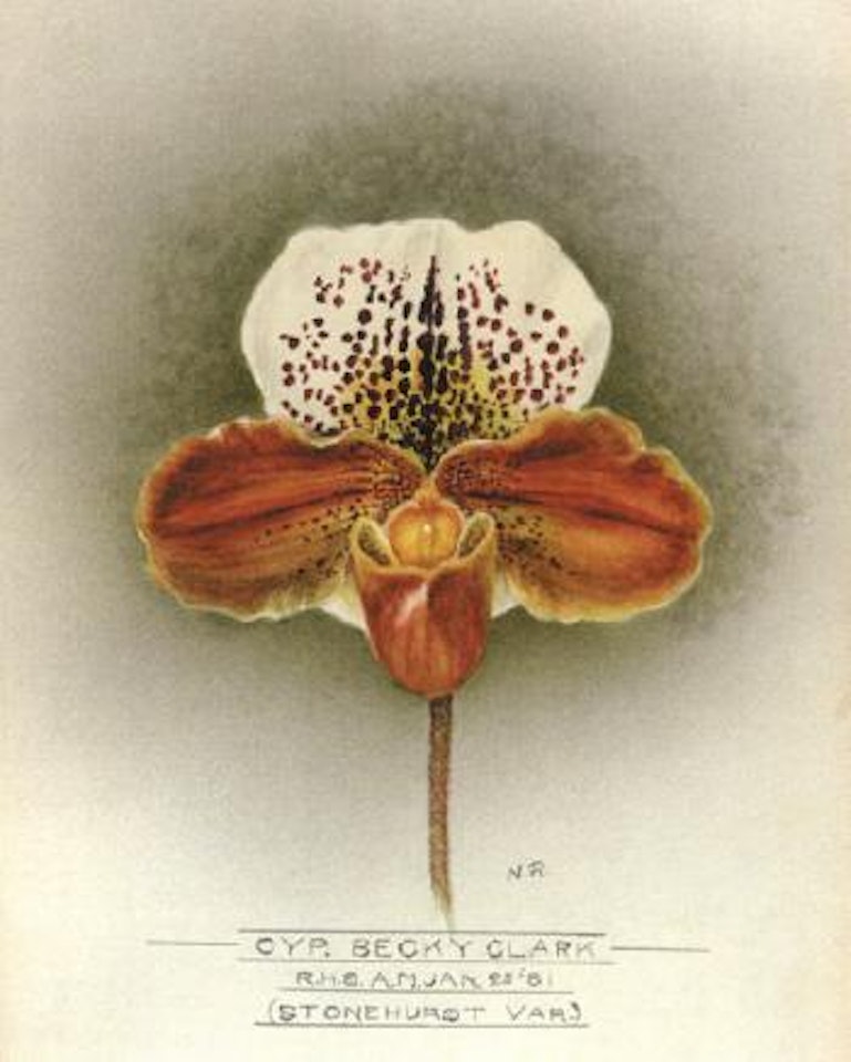 Orchids by English School