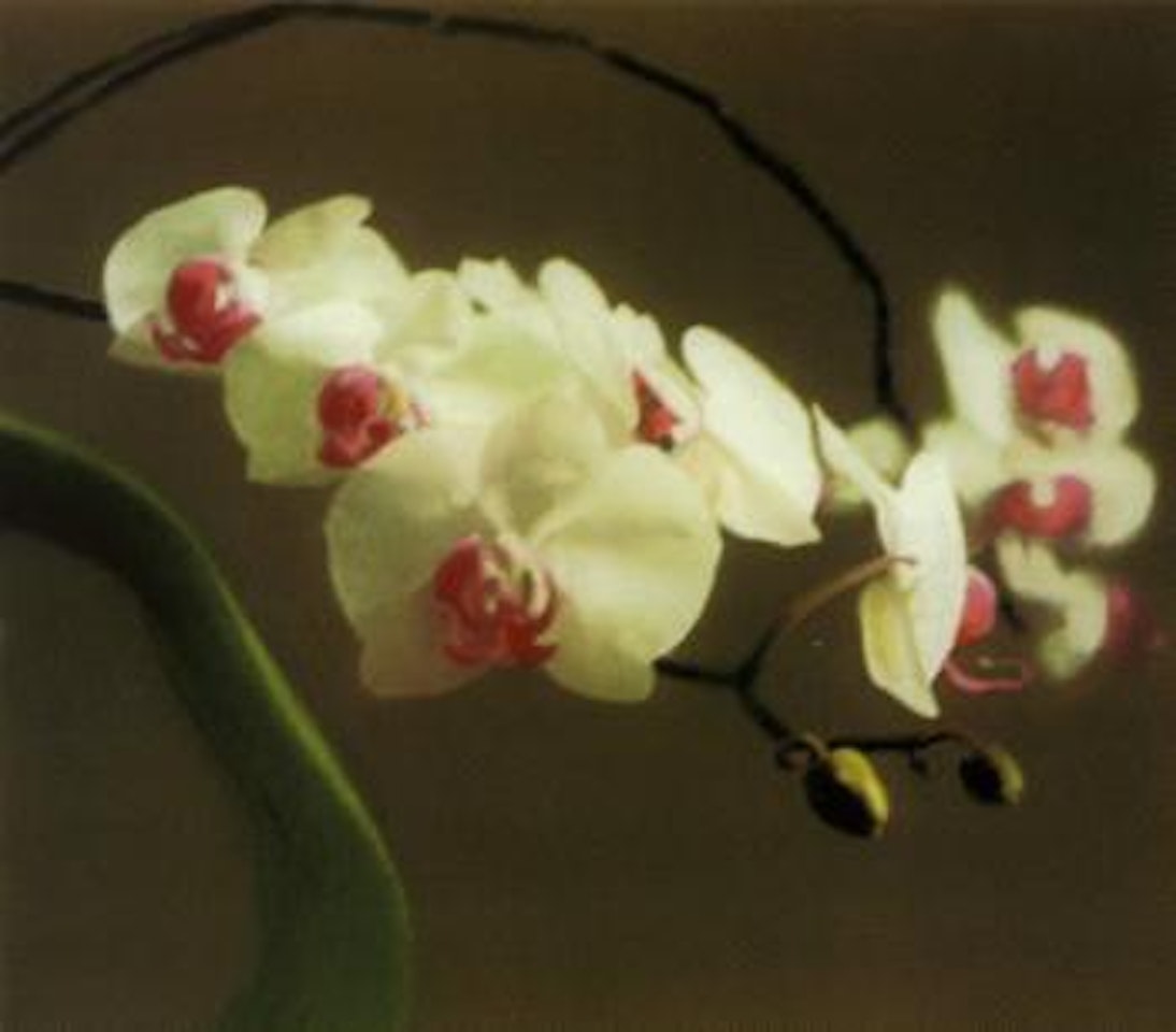 Orchids by Gerhard Richter