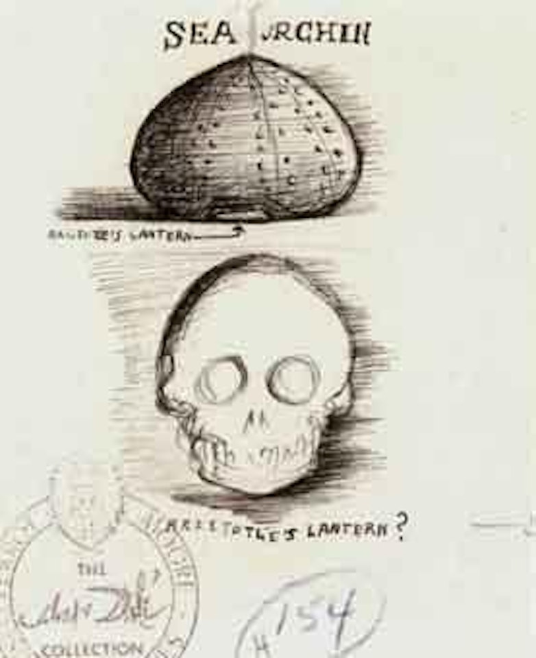 Sea urchin, Aristote's lantern, Aristothe's lantern by Salvador Dali