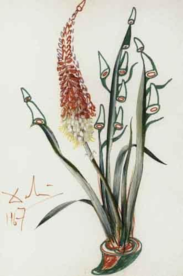 Kniphofia aphrodisiaca by Salvador Dali