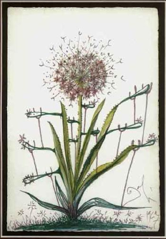 Allium chrisophi pilique pubescentes aux bequilles by Salvador Dali