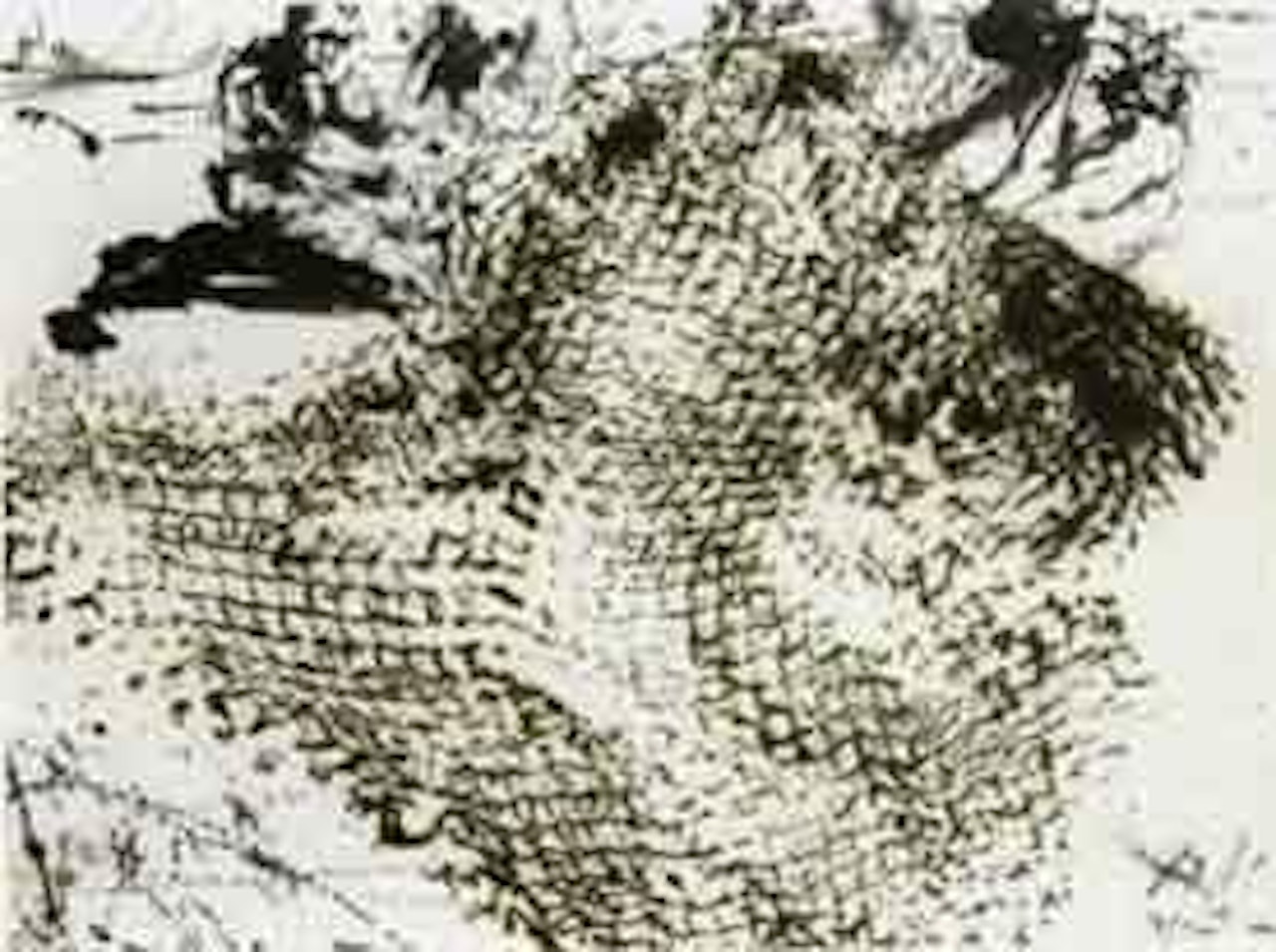 Le filet du pecheur etude pour "La peche au Thon" by Salvador Dali
