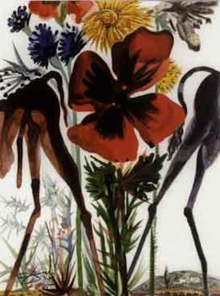 Pinona et Liviana, les Anesses du Meunier et de la Meunier by Salvador Dali