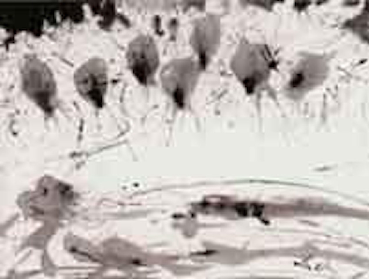 Les apotres by Salvador Dali