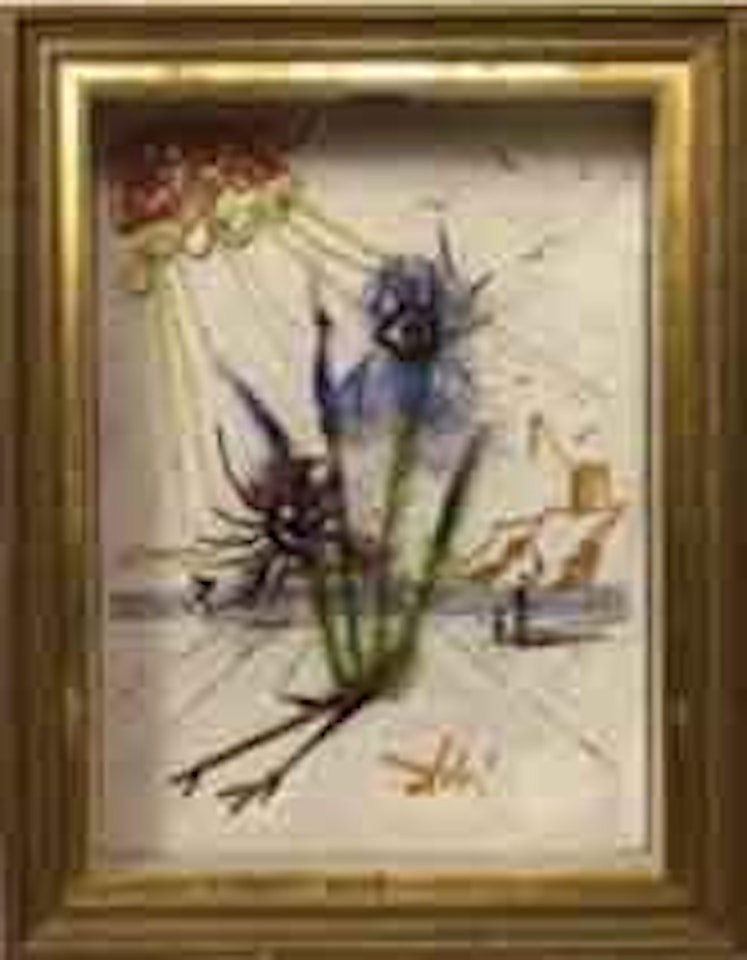 L'iris by Salvador Dali