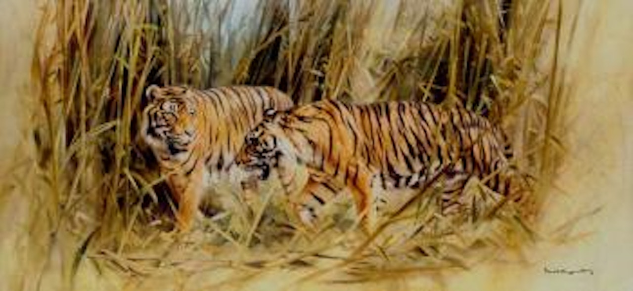 Tiger - distinguished company by Donald Grant