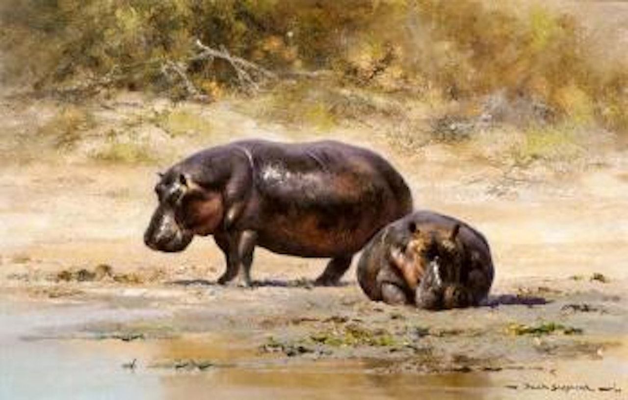 Snoozing by David Shepherd