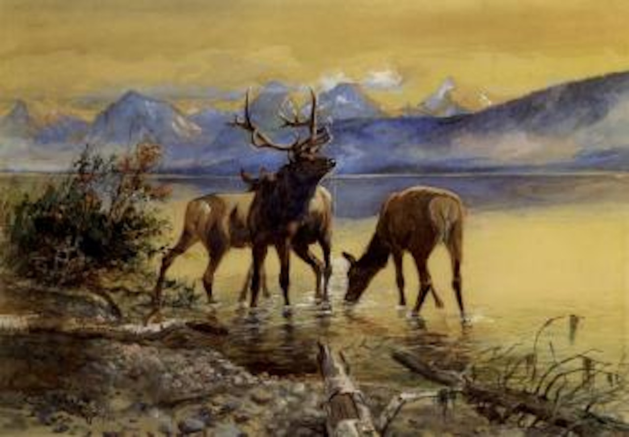 Elk in lake McDonald by Charles M Russell