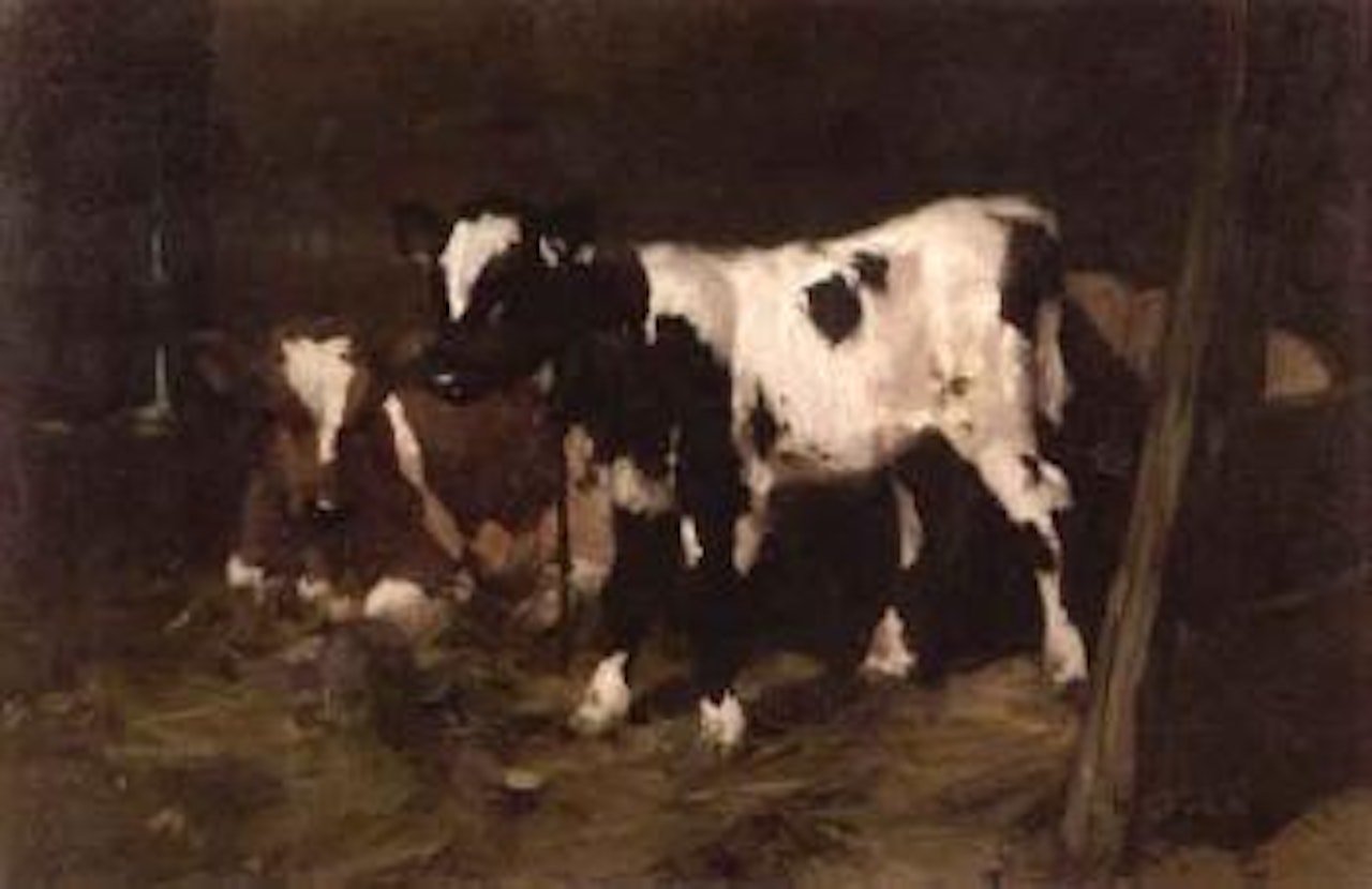 Calves in a byre by David Gauld