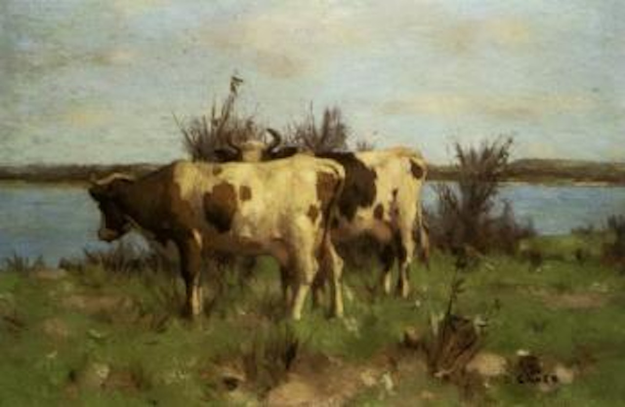 Cows in a meadow by David Gauld