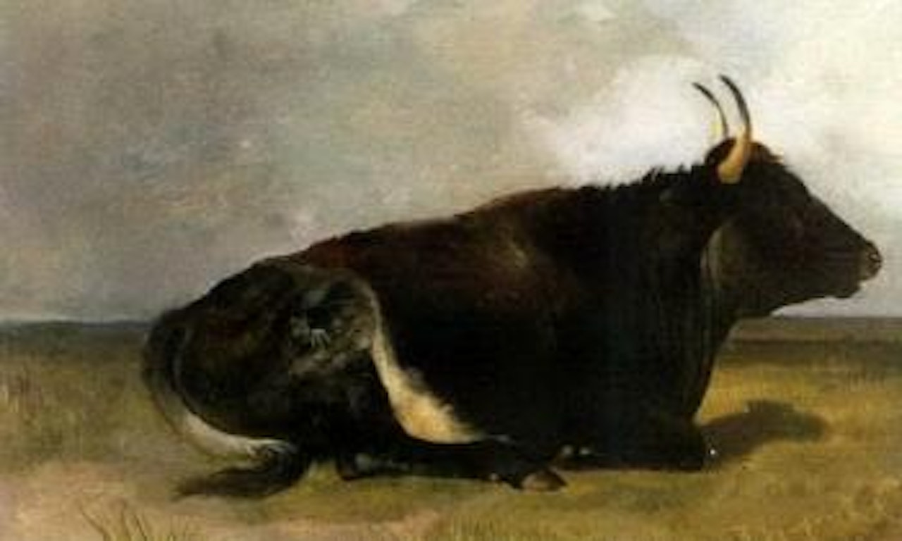 Study of a seated bull by Thomas Sidney Cooper