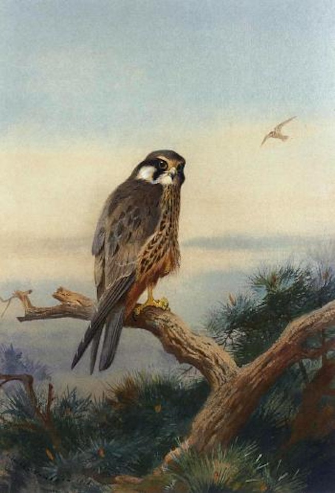 Hobby by Archibald Thorburn