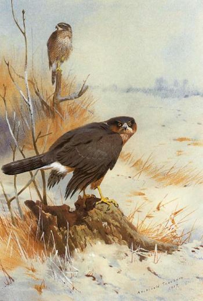 Sparrowhawk in winter by Archibald Thorburn