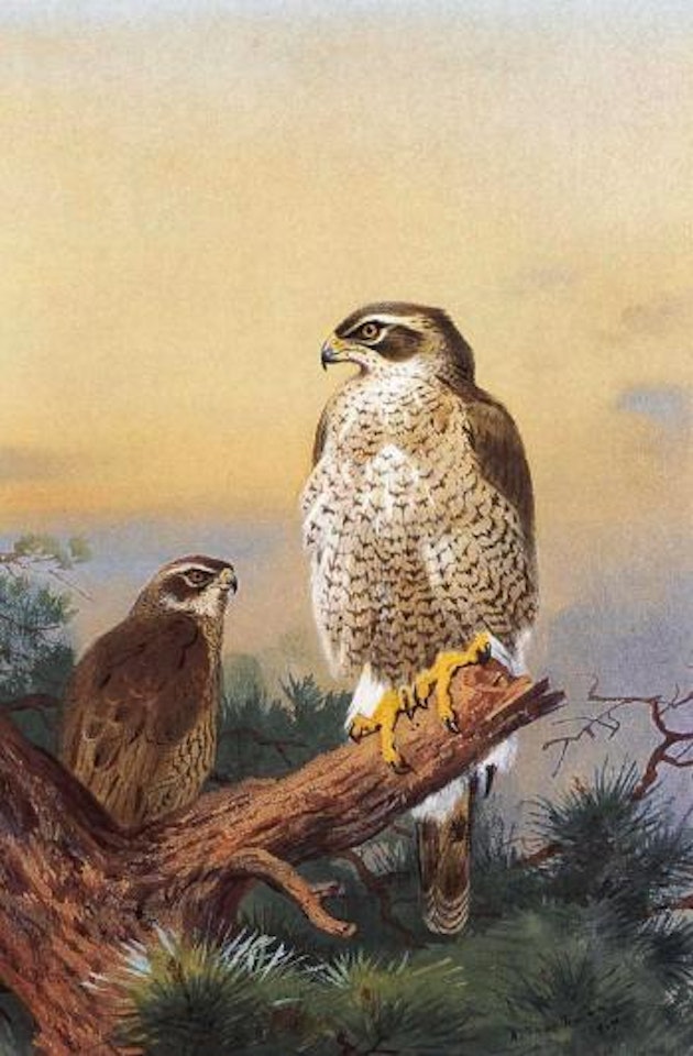 Goshawk by Archibald Thorburn