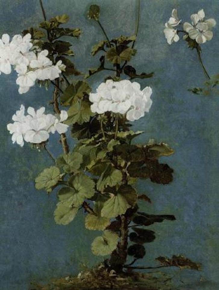 Study of a white geranium by French School