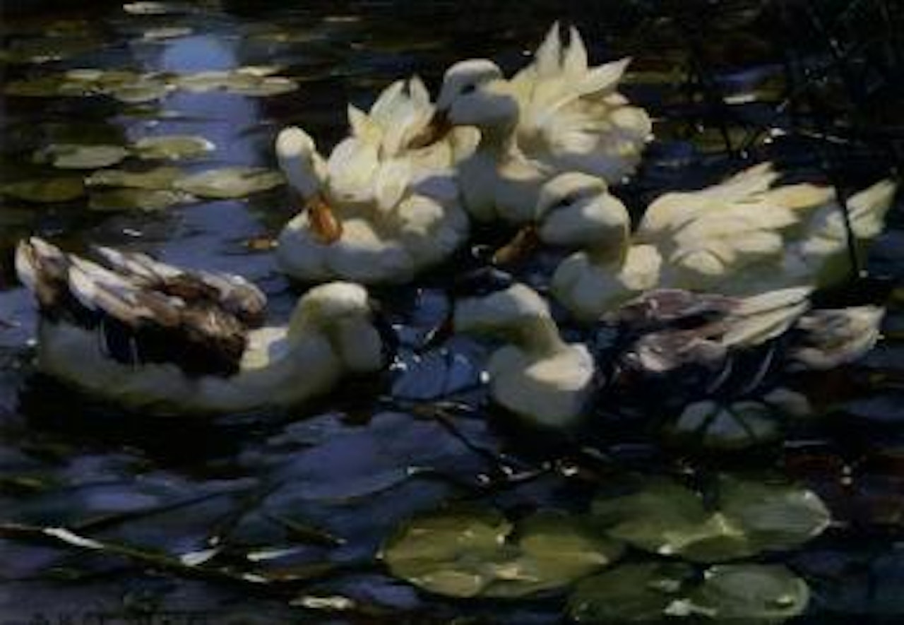 Five ducks in a pond by Alexander Koester